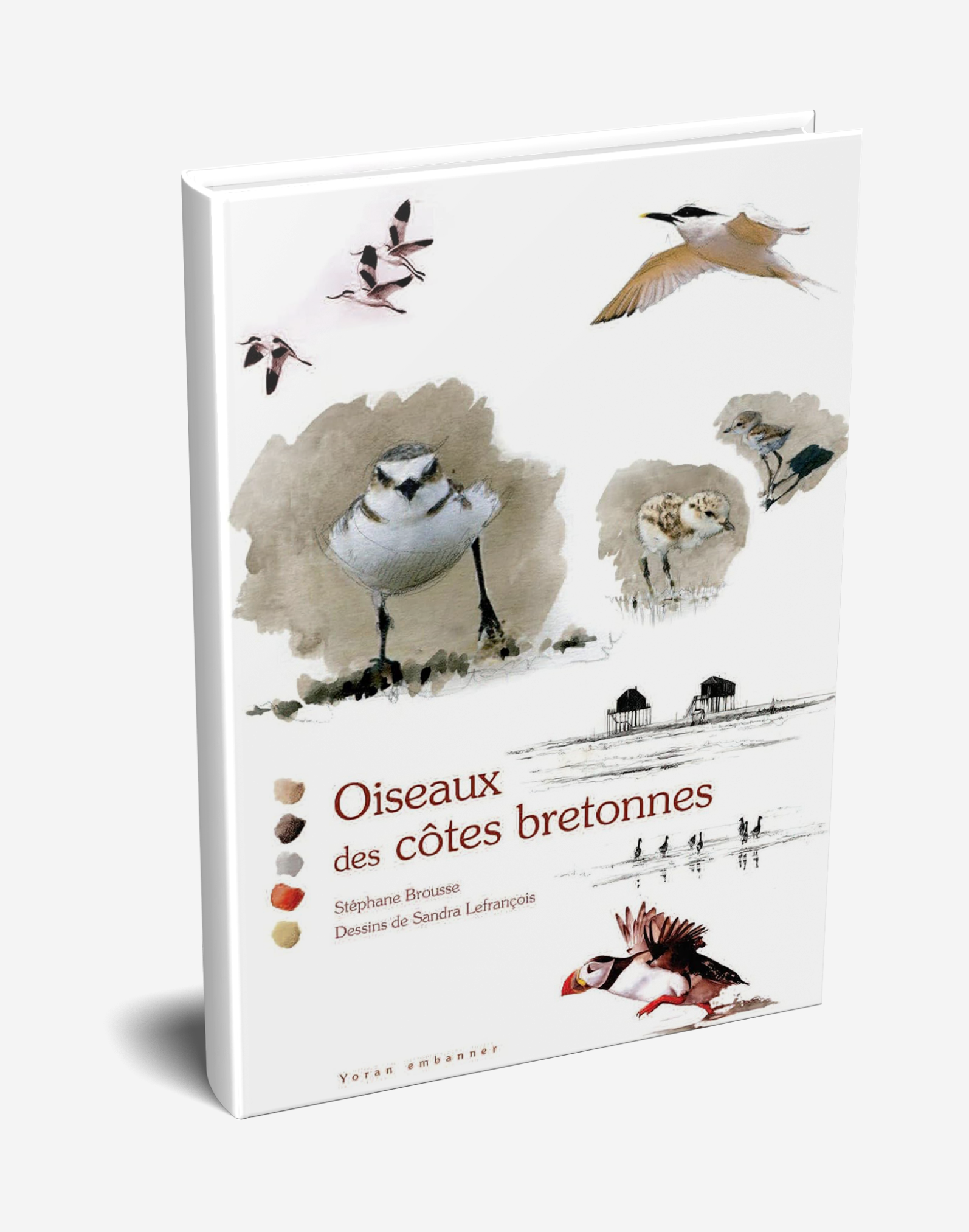 OISEAUX_DES_COTES.png